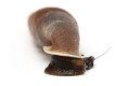 Oospira umbratica Cuc Phuong, Vietnam